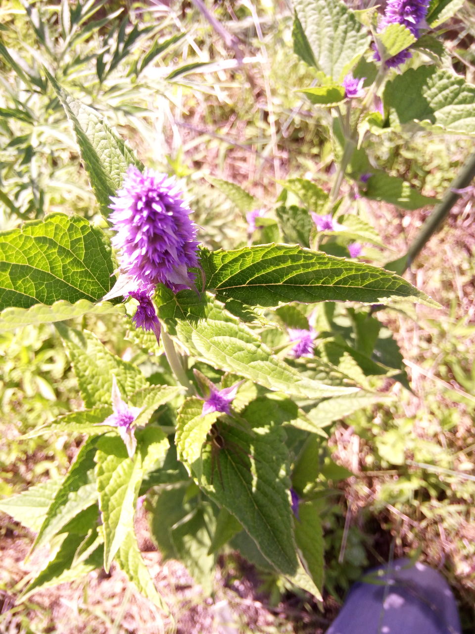 アニスヒソップは虫たちの香り Dragon Nurseries ボッコボゥズ