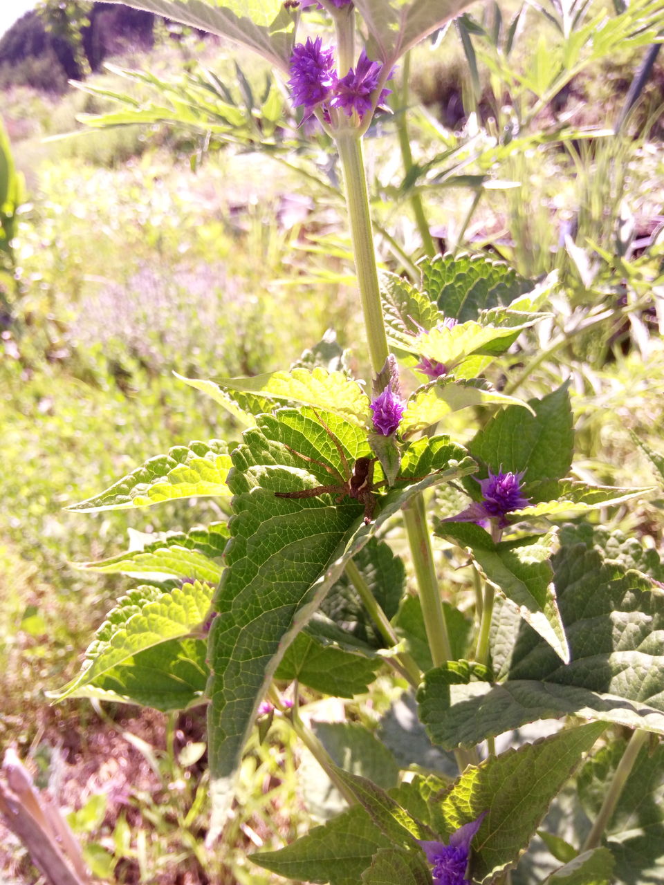 アニスヒソップは虫たちの香り Dragon Nurseries ボッコボゥズ