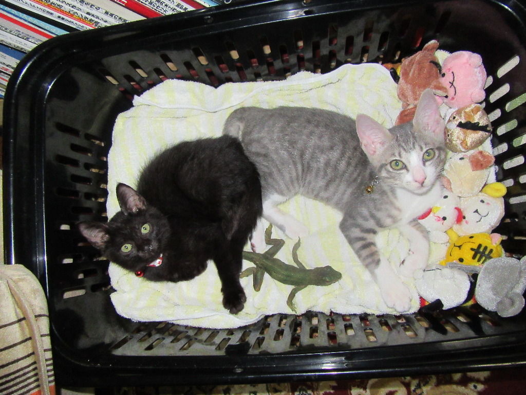 これらのペットに対する考えを変える8匹のかわいい爬虫類