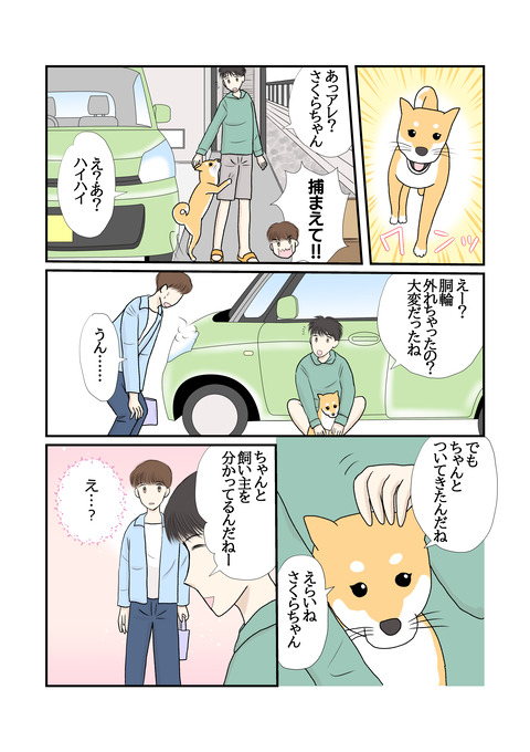 柴犬017