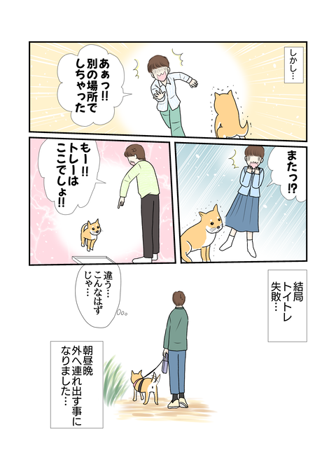 柴犬005