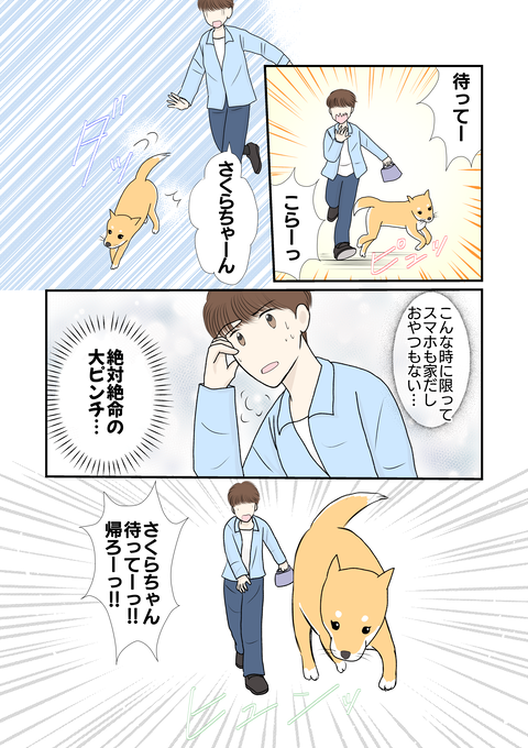 柴犬012