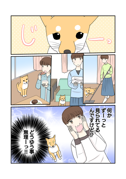 柴犬003