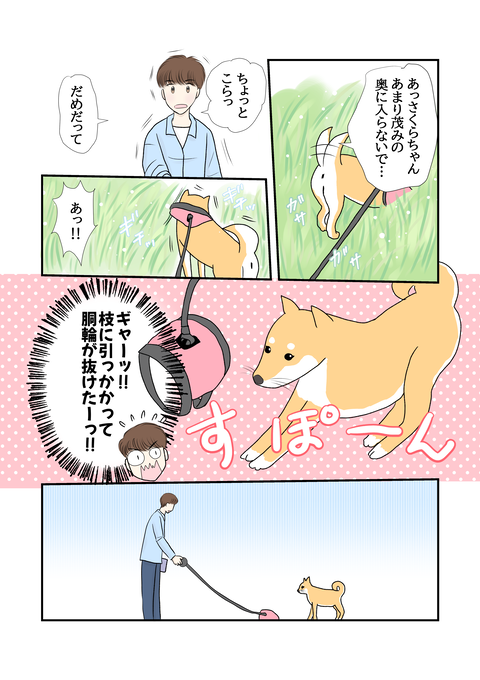 柴犬011