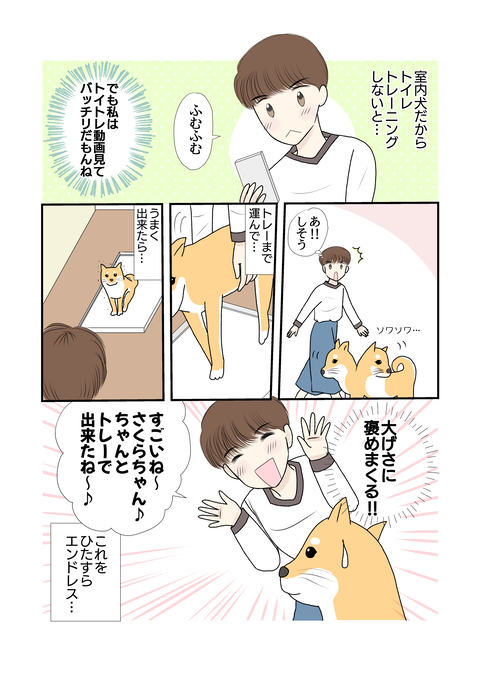 柴犬004
