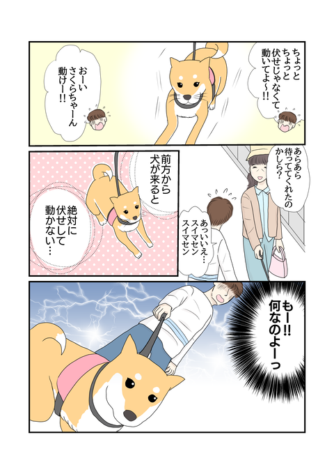 柴犬007