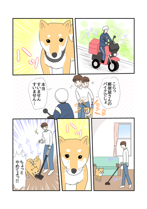柴犬008