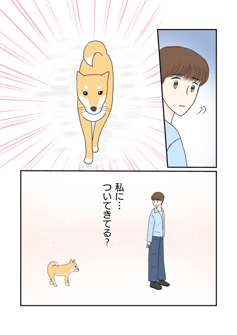 柴犬015
