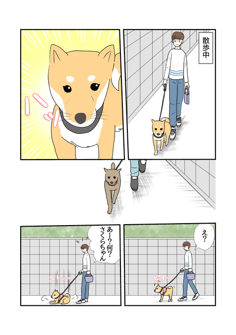柴犬006