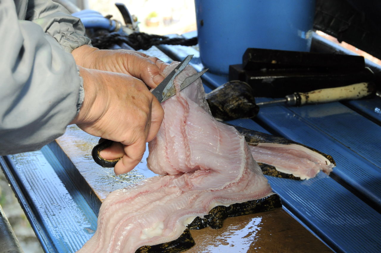 空飛ぶウツボ 東紀州情報発信ブログ