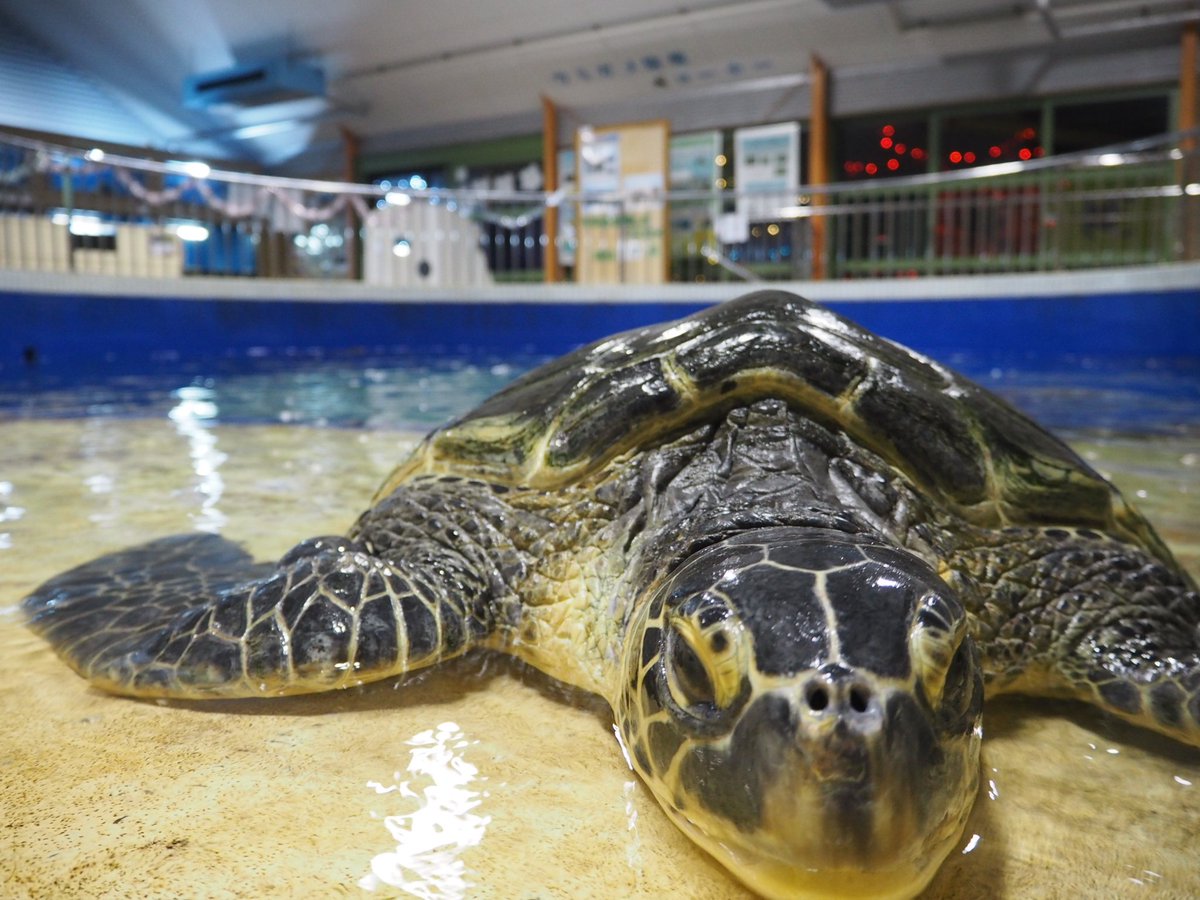平成30年3月31日 土 ウミガメネットワーク Miemu連携企画 環境学習会 紀宝町ウミガメ公園のウミガメたち 東紀州情報発信ブログ