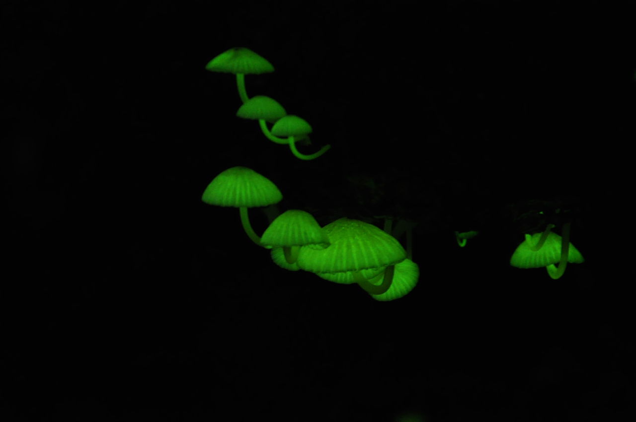 幻想的な輝き 光るキノコ 熊野の森にて 東紀州情報発信ブログ