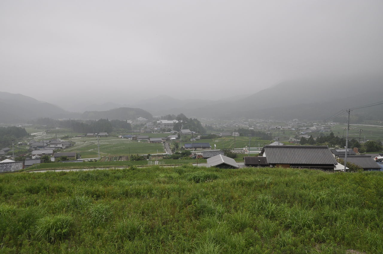 不思議な植物 エアープランツ 東紀州情報発信ブログ