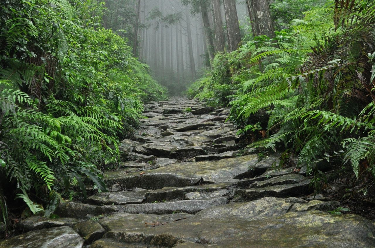雨の熊野古道 馬越峠を歩く 東紀州情報発信ブログ