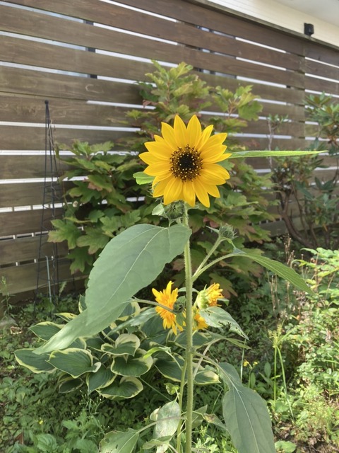 ひまわり