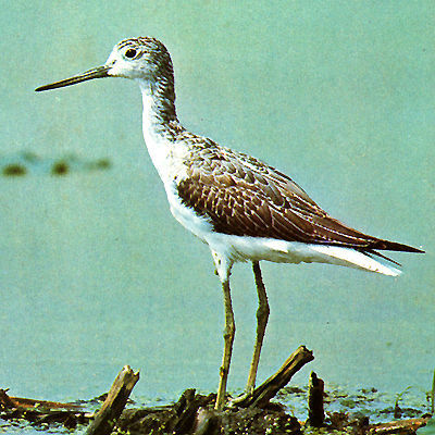 アオアシシギとオバシギ ひげはかせの四季の野鳥 アオアシシギとオバシギ ひげはかせの四季の野鳥