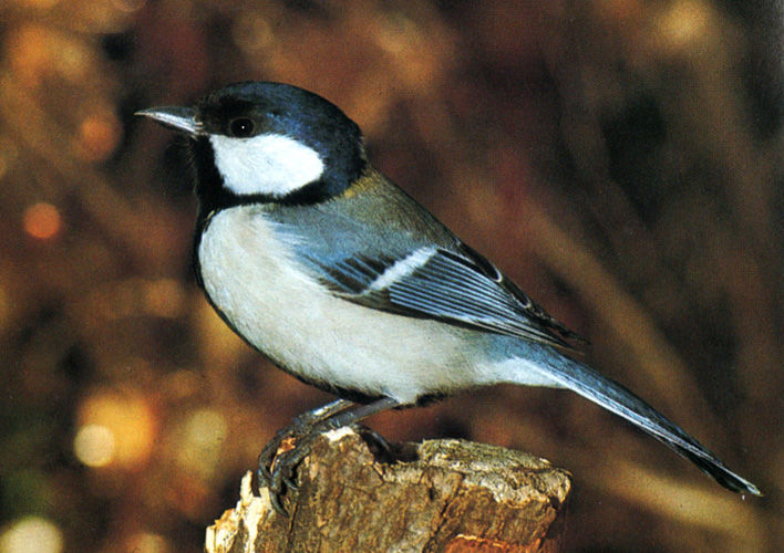 春のさえずり 4 シジュウカラ ひげはかせの四季の野鳥 春のさえずり 4 シジュウカラ ひげはかせの四季の野鳥