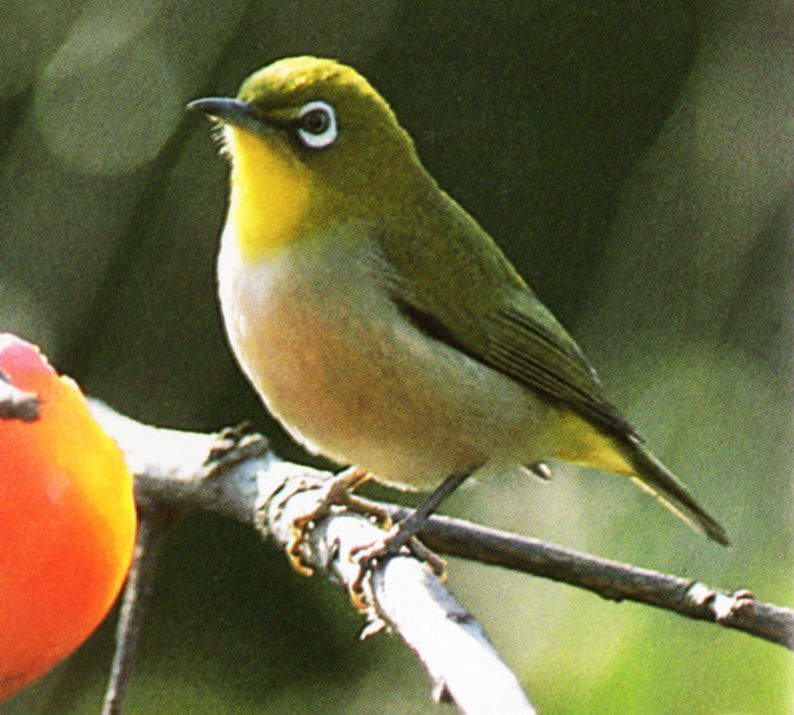 春のさえずり 2 メジロ ひげはかせの四季の野鳥