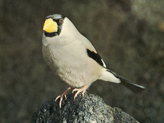 ひげはかせの四季の野鳥 : 漂鳥