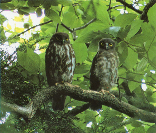 初夏の夜を演出する野鳥達(1) アオバズク : ひげはかせの四季の野鳥 初夏の夜を演出する野鳥達(1) アオバズク : ひげはかせの四季の野鳥