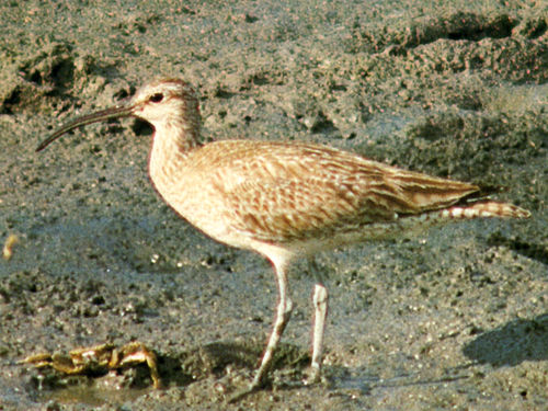 チュウシャクシギ ひげはかせの四季の野鳥 チュウシャクシギ ひげはかせの四季の野鳥
