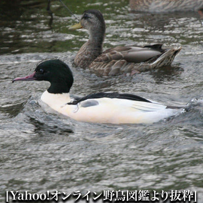 カワアイサ 魚を採るアイサ達 2 ひげはかせの四季の野鳥 カワアイサ 魚を採るアイサ達 2 ひげはかせの四季の野鳥