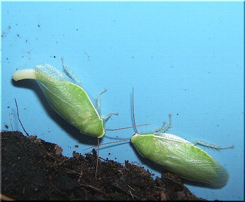 爬虫類や蟲たちの生態:グリーンバナナローチの生育 - livedoor Blog（ブログ）