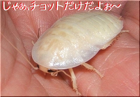 白いダンゴムシの正体 キレイですよぉ 爬虫類や蟲たちの生態