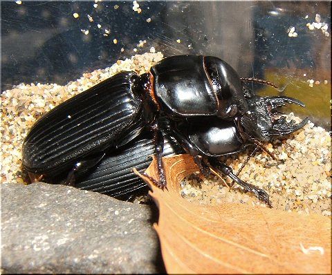 ヒョウタンの生態 前回の続き 爬虫類や蟲たちの生態