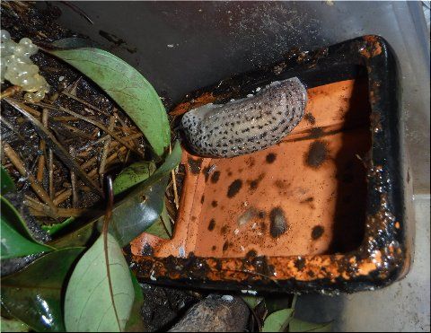 ナメクジの死と後継者 爬虫類や蟲たちの生態