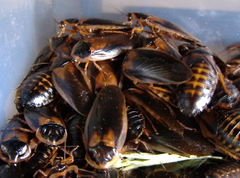 デュビアの飼育方法 爬虫類や蟲たちの生態