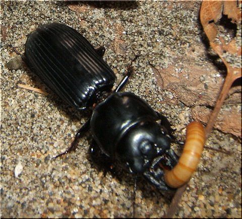 ヒョウタンの生態 前回の続き 爬虫類や蟲たちの生態