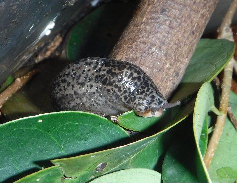 ナメクジの死と後継者 爬虫類や蟲たちの生態