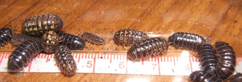 掃除はダンゴムシにお任せ 爬虫類や蟲たちの生態
