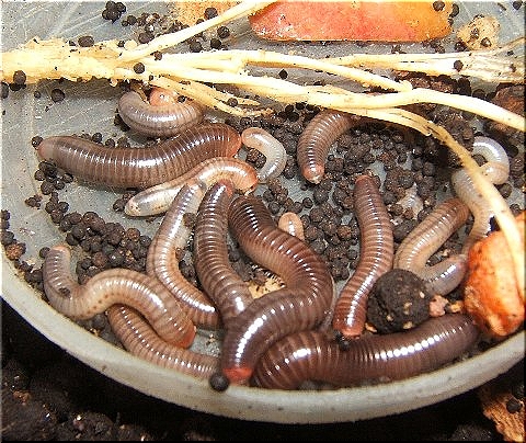 ヤスデの赤ちゃんたち 爬虫類や蟲たちの生態