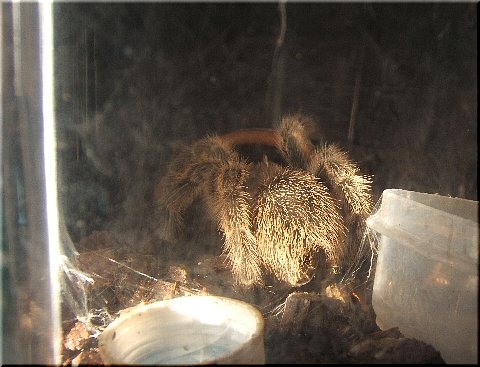 魍魎 もうりょう 爬虫類や蟲たちの生態