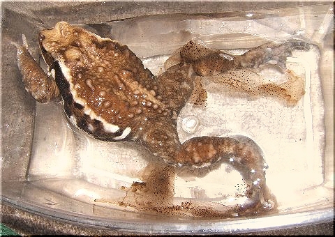 ヒキ太郎の楽々脱皮 爬虫類や蟲たちの生態