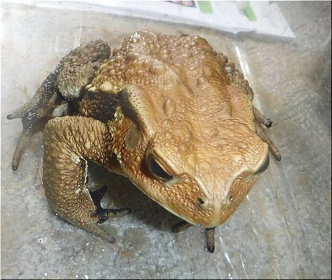 �ס������Τ�����