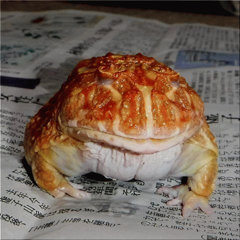 おめでとうございます