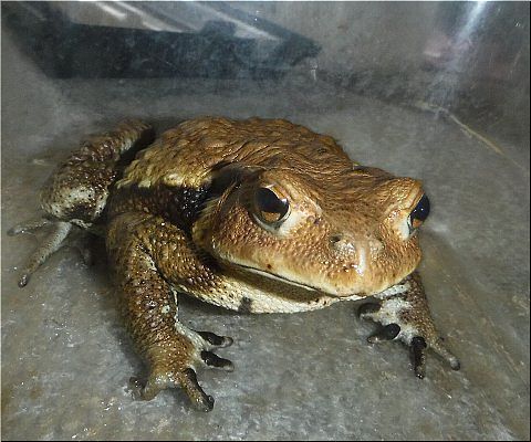 1プーちゃんご挨拶
