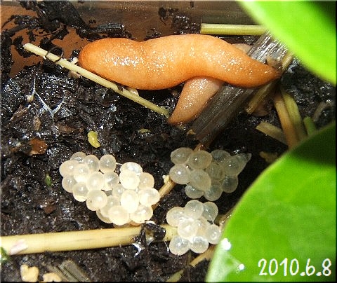 ツシマナメクジの出産 卵 爬虫類や蟲たちの生態