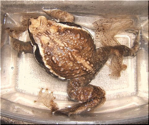 ヒキ太郎の楽々脱皮 爬虫類や蟲たちの生態