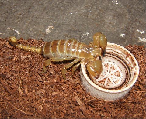 神よ あなたをお待ちします 爬虫類や蟲たちの生態