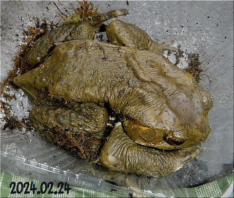 �ǥ��ʣ���