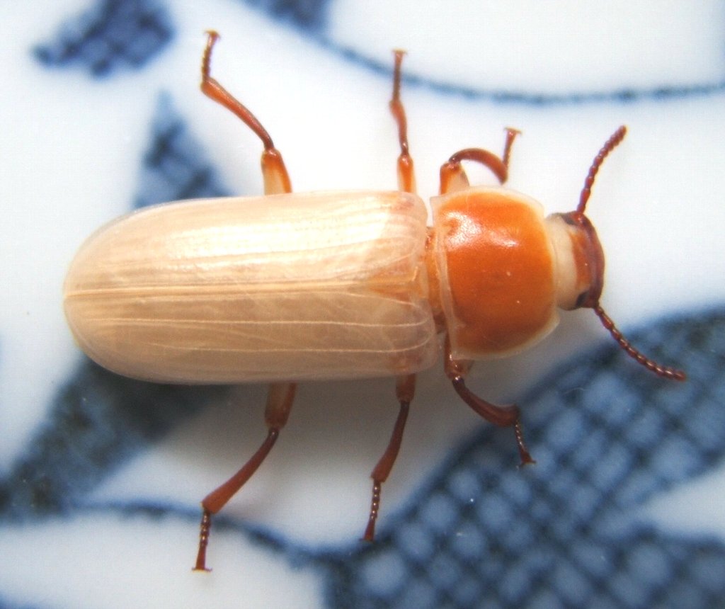 キレイな虫 ミルワーム 成虫 爬虫類や蟲たちの生態
