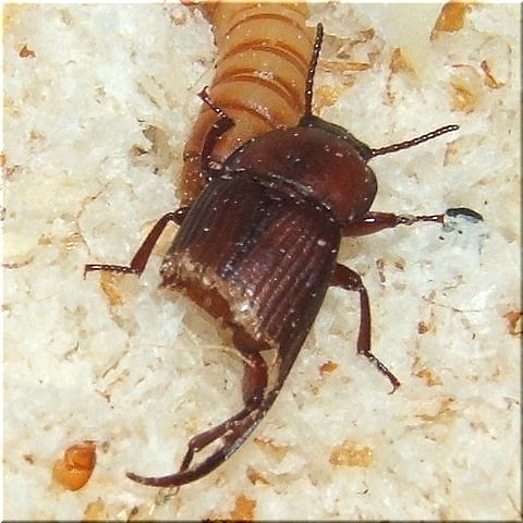 不死身のミルワーム 爬虫類や蟲たちの生態