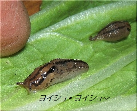 我らチャコウラ隊 日本を占拠せり 爬虫類や蟲たちの生態 我らチャコウラ隊 日本を占拠せり 爬虫類や蟲たちの生態