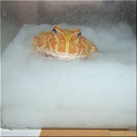 ツノガエルの敷材 爬虫類や蟲たちの生態