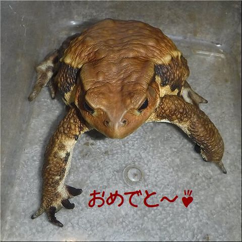 ��쿷ǯ�ʣ���