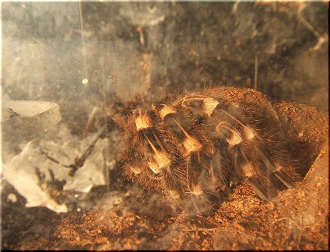 魍魎 もうりょう 爬虫類や蟲たちの生態